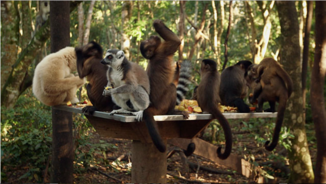 World's Greatest Animal Encounters: Jungle Animals